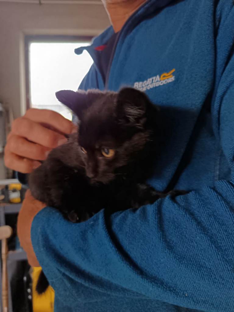 Beautiful black male kitten for sale. 