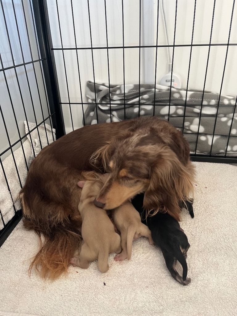 Miniature Long haired Dachshund pups