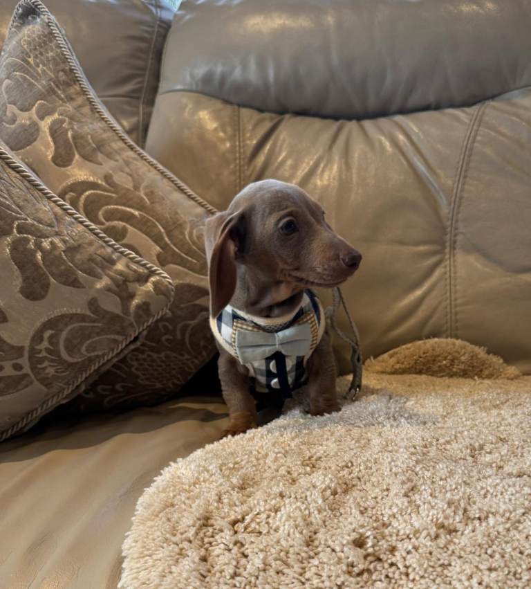 Mini Dachshunds only 1 boy left  💙