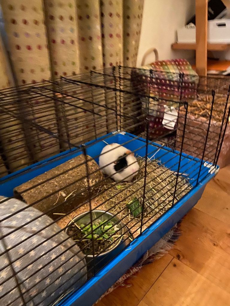 Guinea pig house and cage