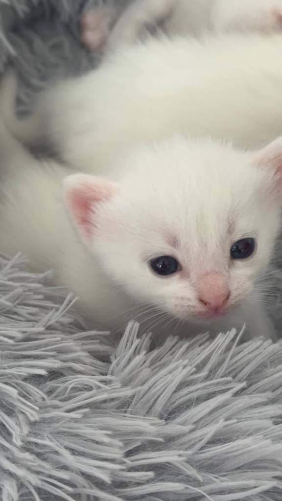 Ready in 4 weeks delightful mixed breed white kittens