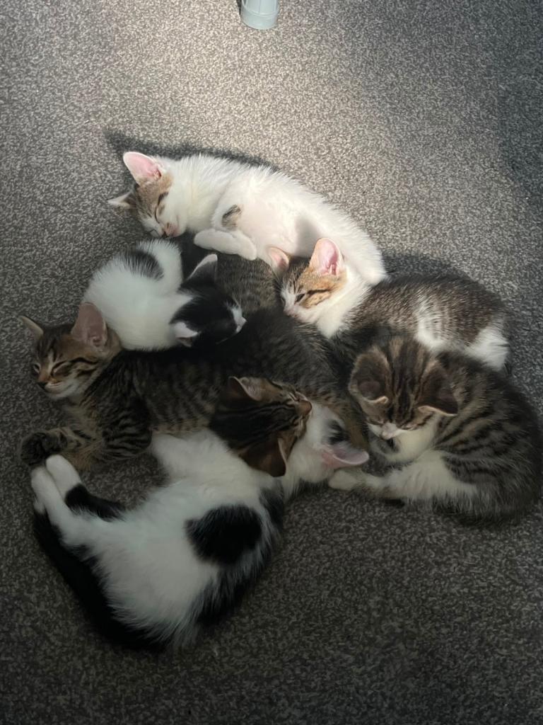 6 beautiful kittens 