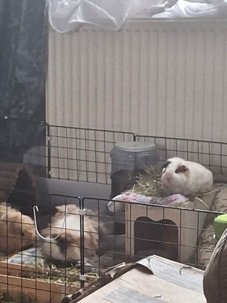 Pet guineas looking for a loving home.