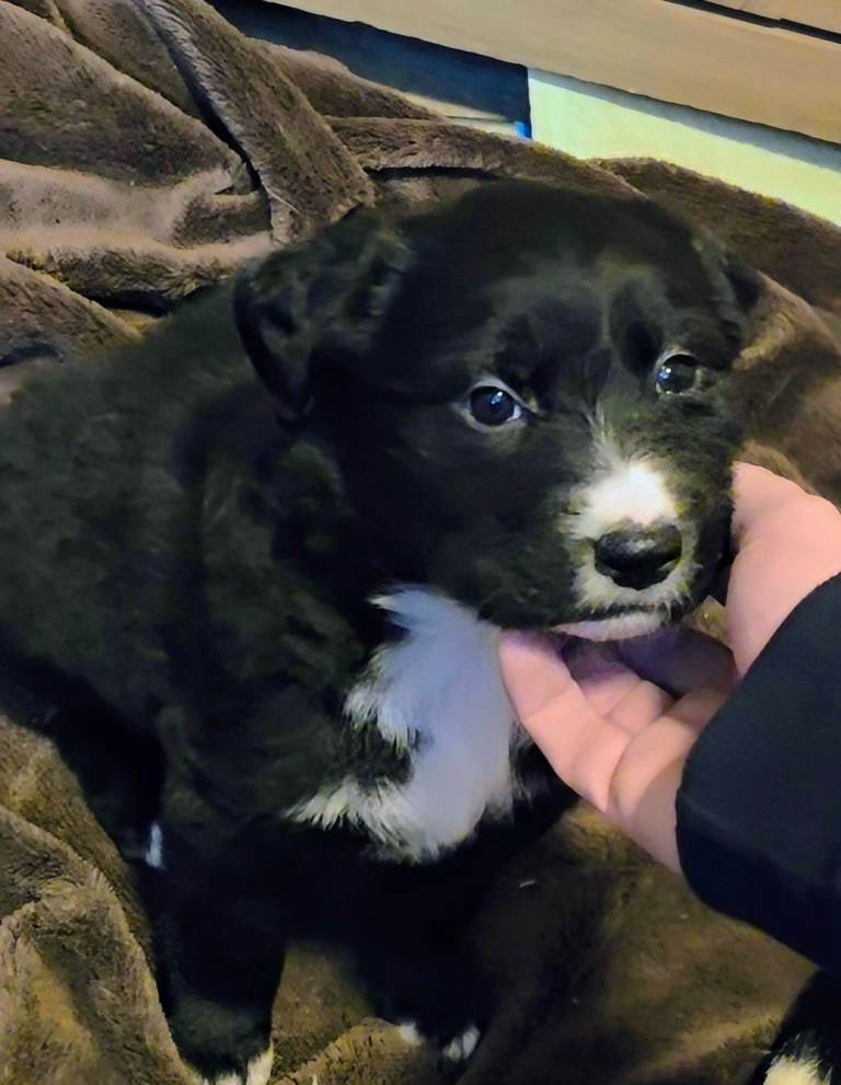 Shollie Puppy (German Shepherd x Collie Greyhound