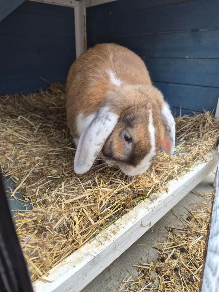 Male Rabbit Neutered & Hutch