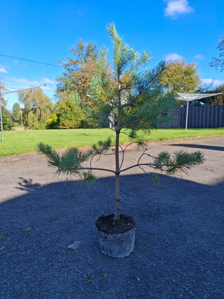 Scots pine tree