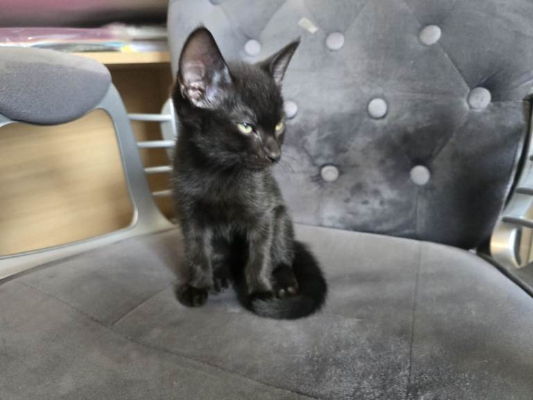 2 kittens
