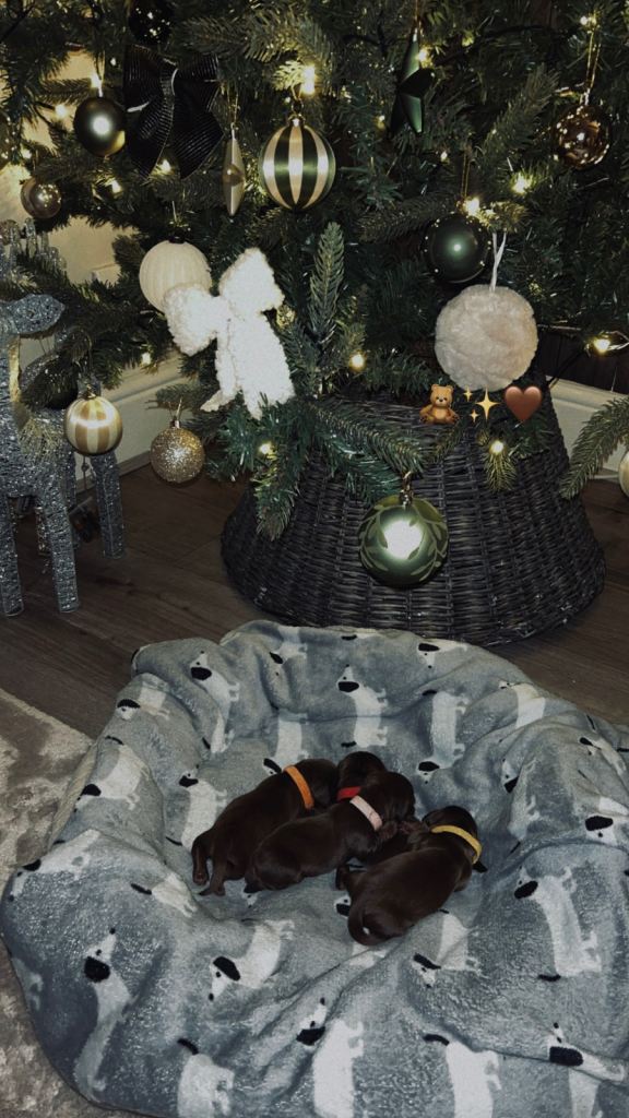 Choc & tan miniature Dachshunds 