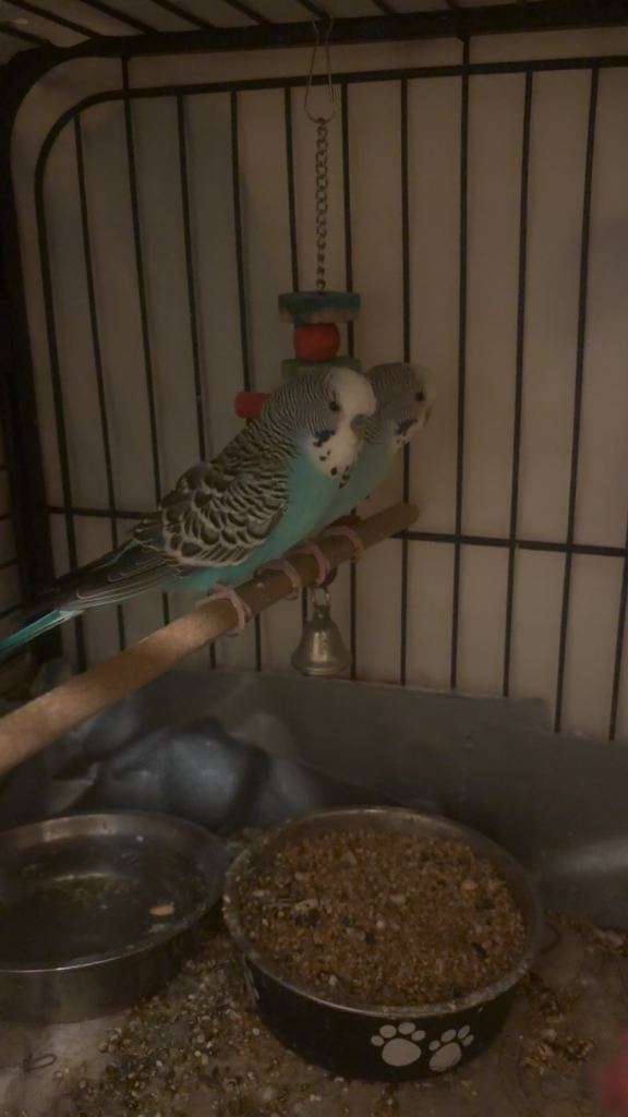 Pair budgie left young ready for eggs 