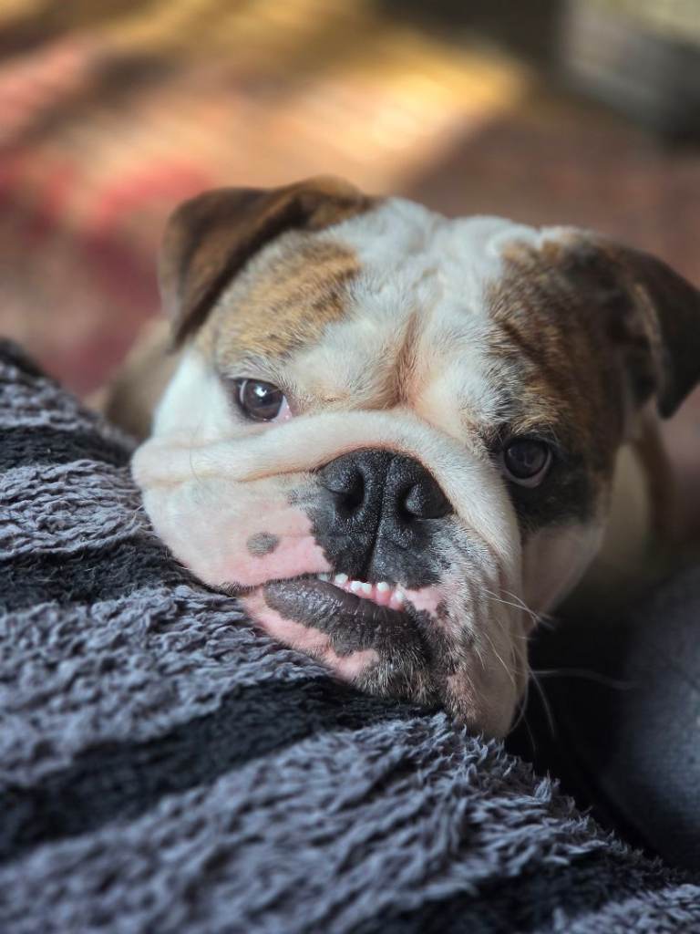 England bulldog 