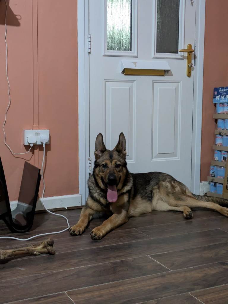 10 months old female German Shepherd dog