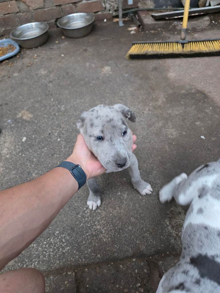 Puppie