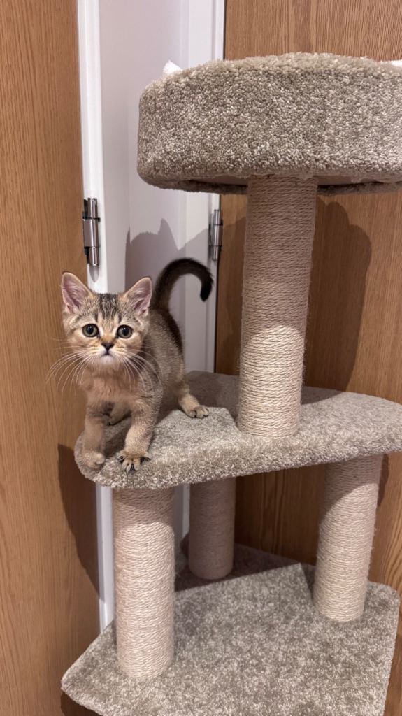 Brown British Shorthair Kitten