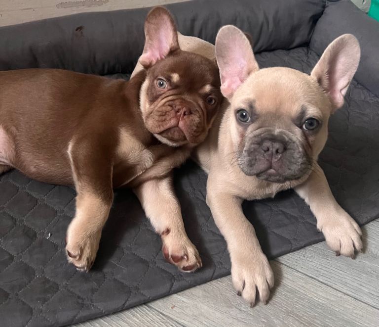 Two gorgeous French bulldogs puppy with KC reg 