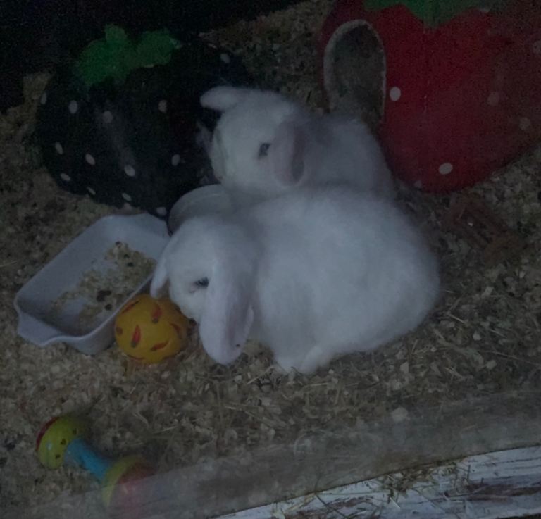  3 Mini Lop Bunnies