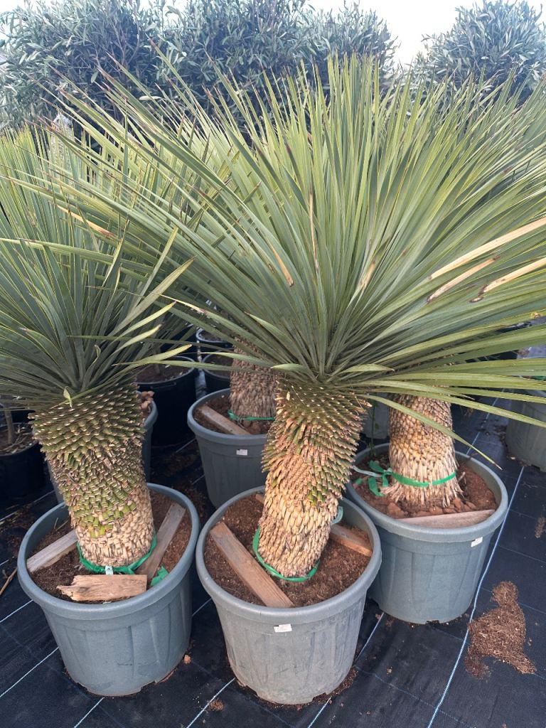 Stunning NEW Yucca Rostrata Palm - Perfect for Your Garden
