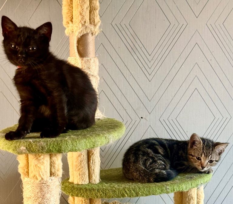 ONLY 1 Female left STUNNING RAGDOLL × BRITISH SHORTHAIR KITTENS — LOVELY NATURES