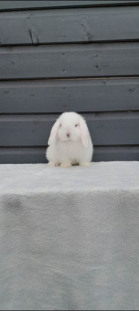 Female mini lop LAST ONE, reduced to sell 