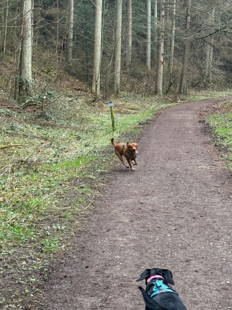 2 year old fox red lab