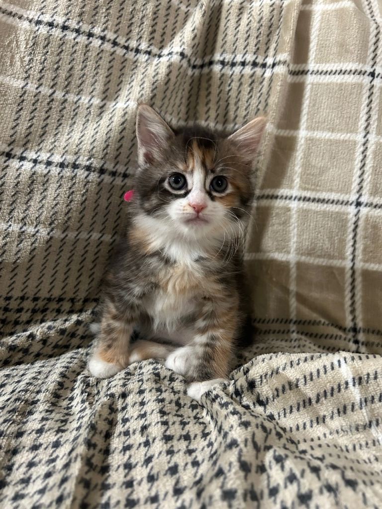 Maine Coon Kittens