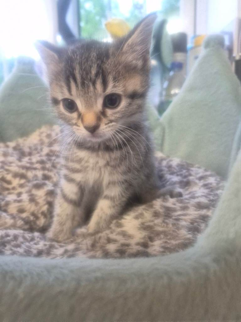 Beautiful tabby kitten