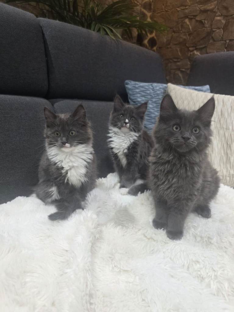 Maine Coon x Ragdoll