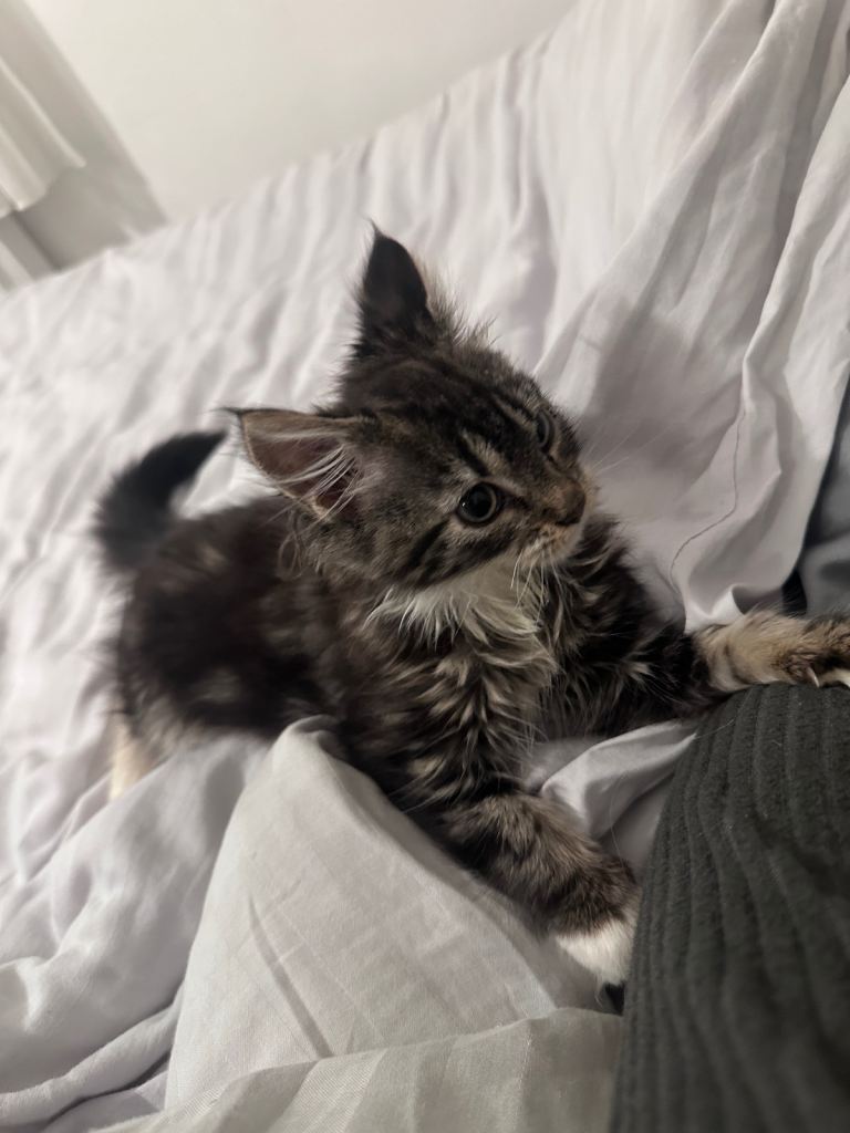 Maine coon kitten