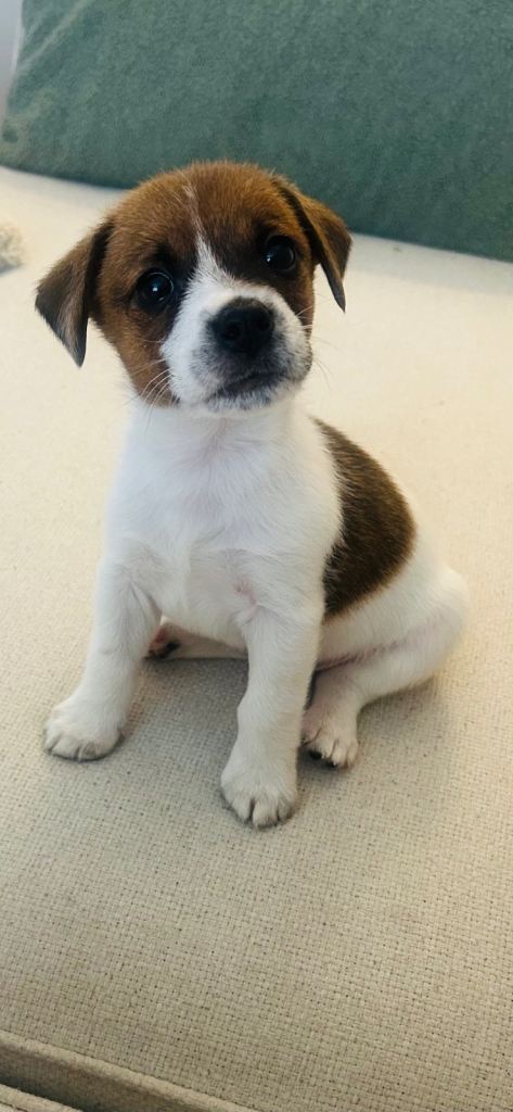 Jack Russell puppy 