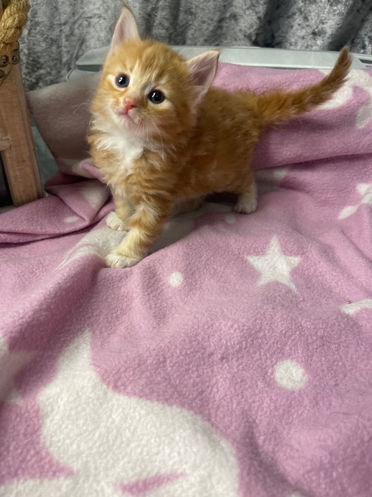 Beautiful Long-Haired Kittens Looking for Loving Homes 🐾