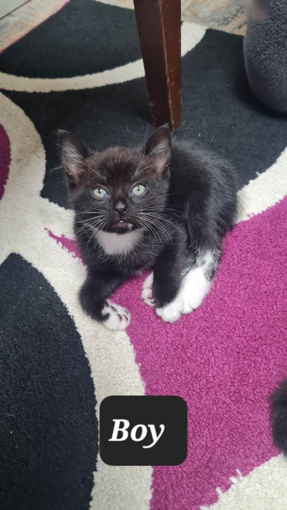 7 Adorable Kittens Looking for Their Forever Homes 🐾❤️