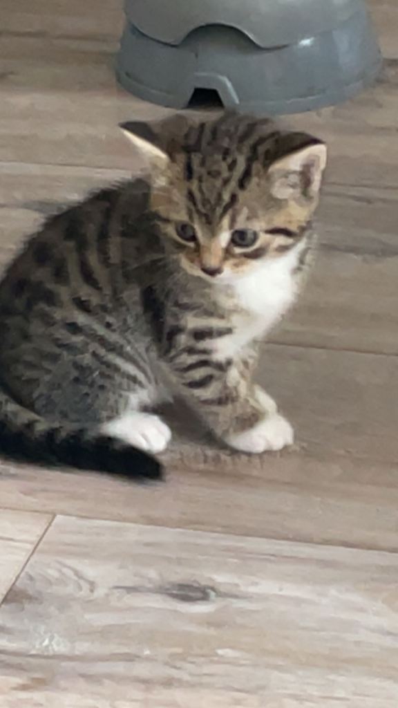 3 Kittens For Sale