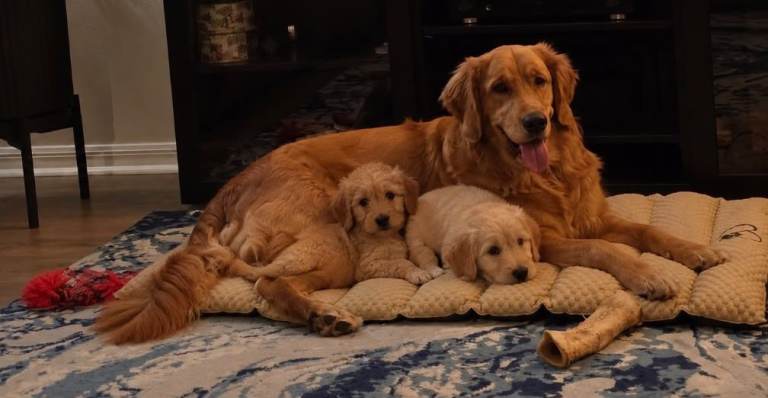 Beautiful golden doodles