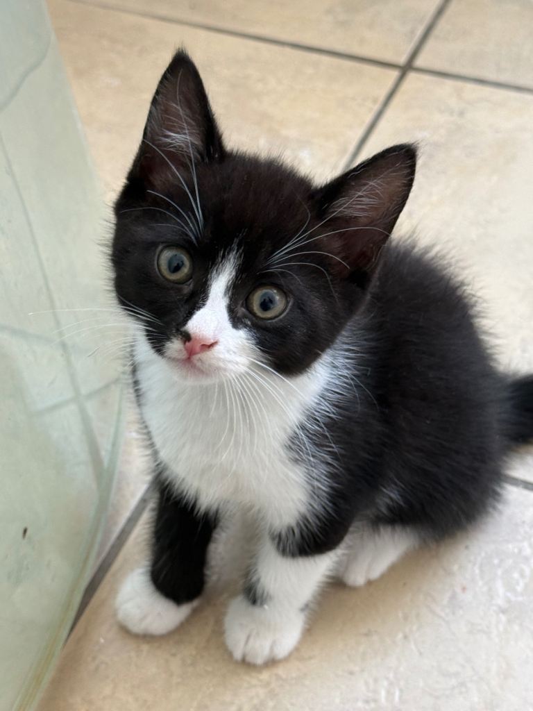 Tabby’s kittens 