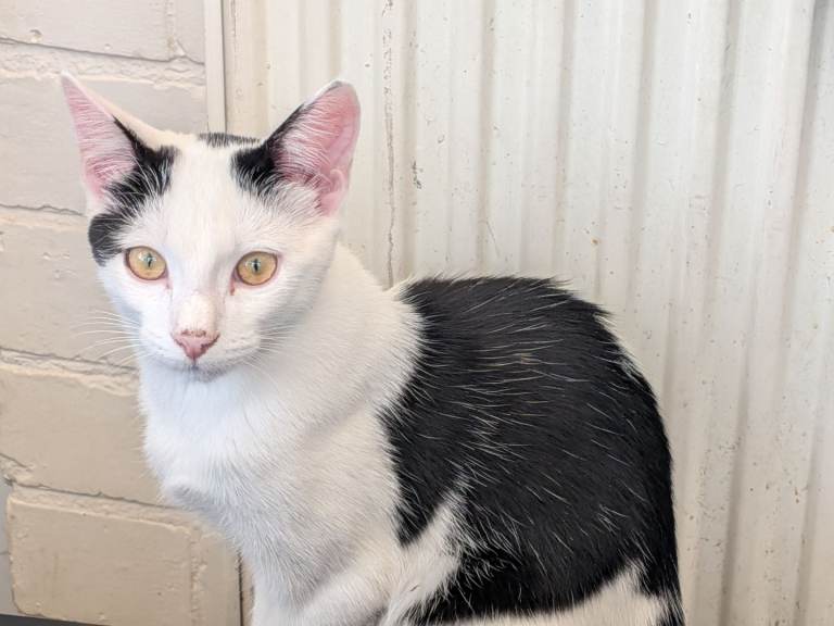 2 kittens looking for a new forever home 