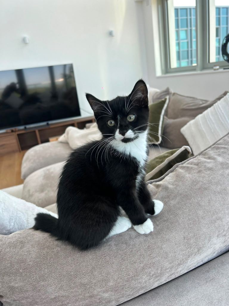 2 x Kitten for sale 