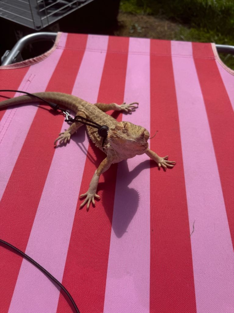 Leatherback bearded dragon.