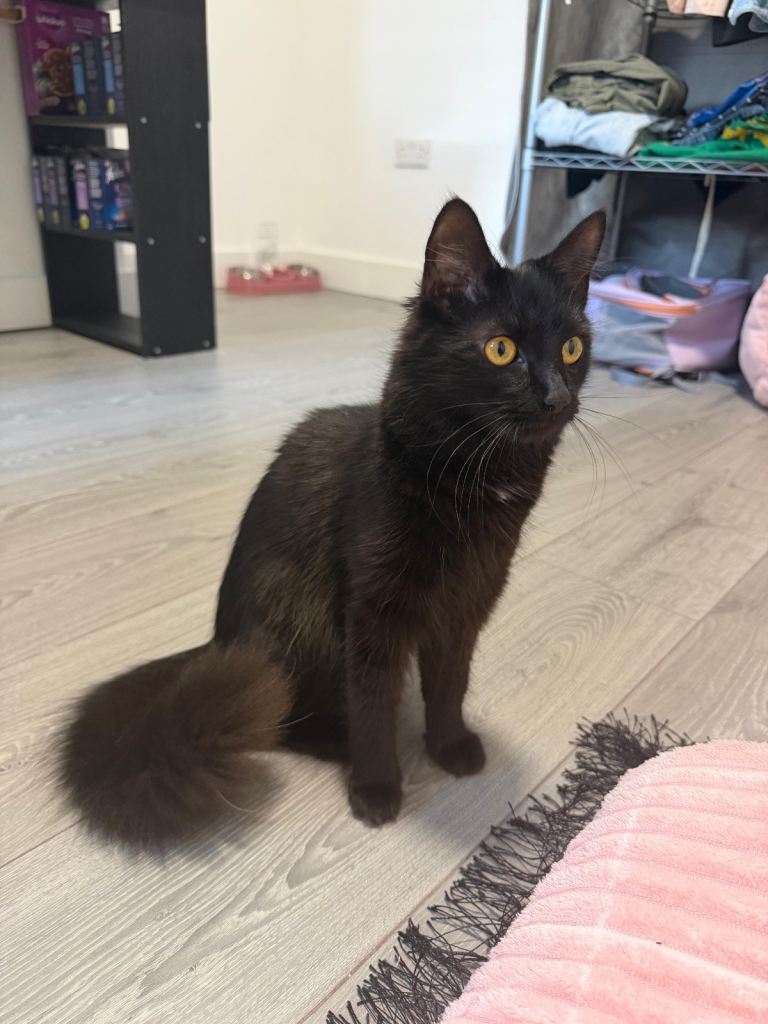 Female cat- with cat accessories 
