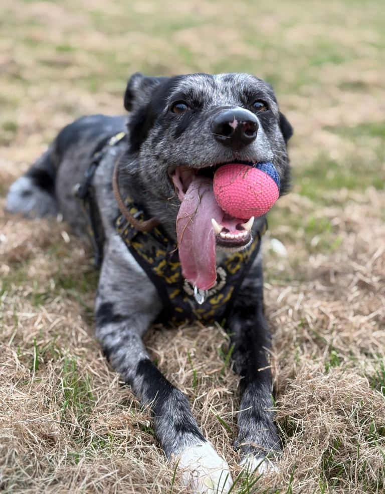Border collie/Lurcher