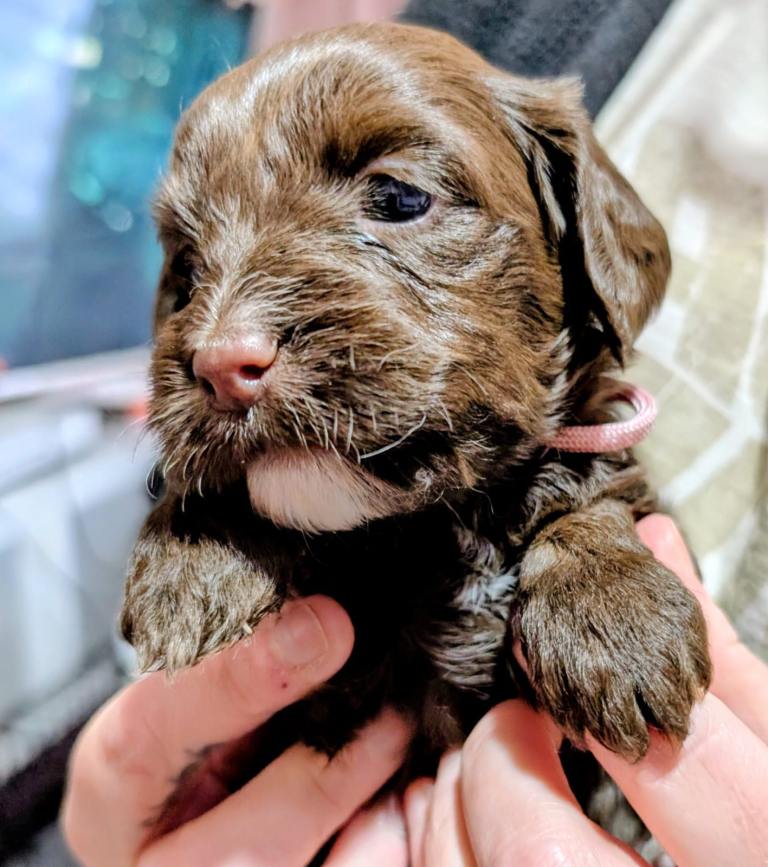 Beautiful Chocolate Cockapoo Puppies