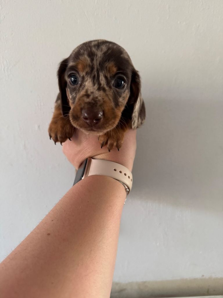 miniature dachshund puppies for sale