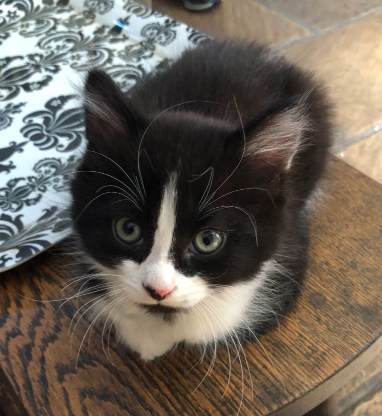 Gorgeous kittens 