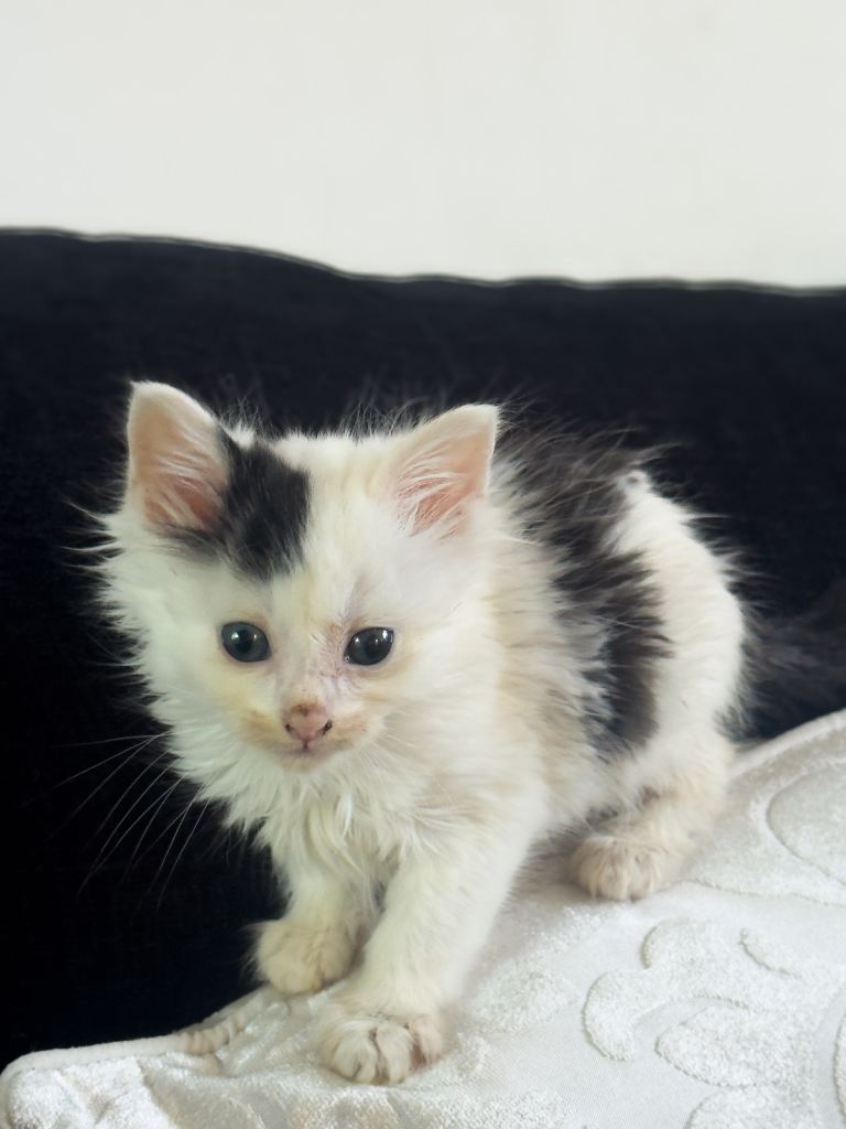 kittens 