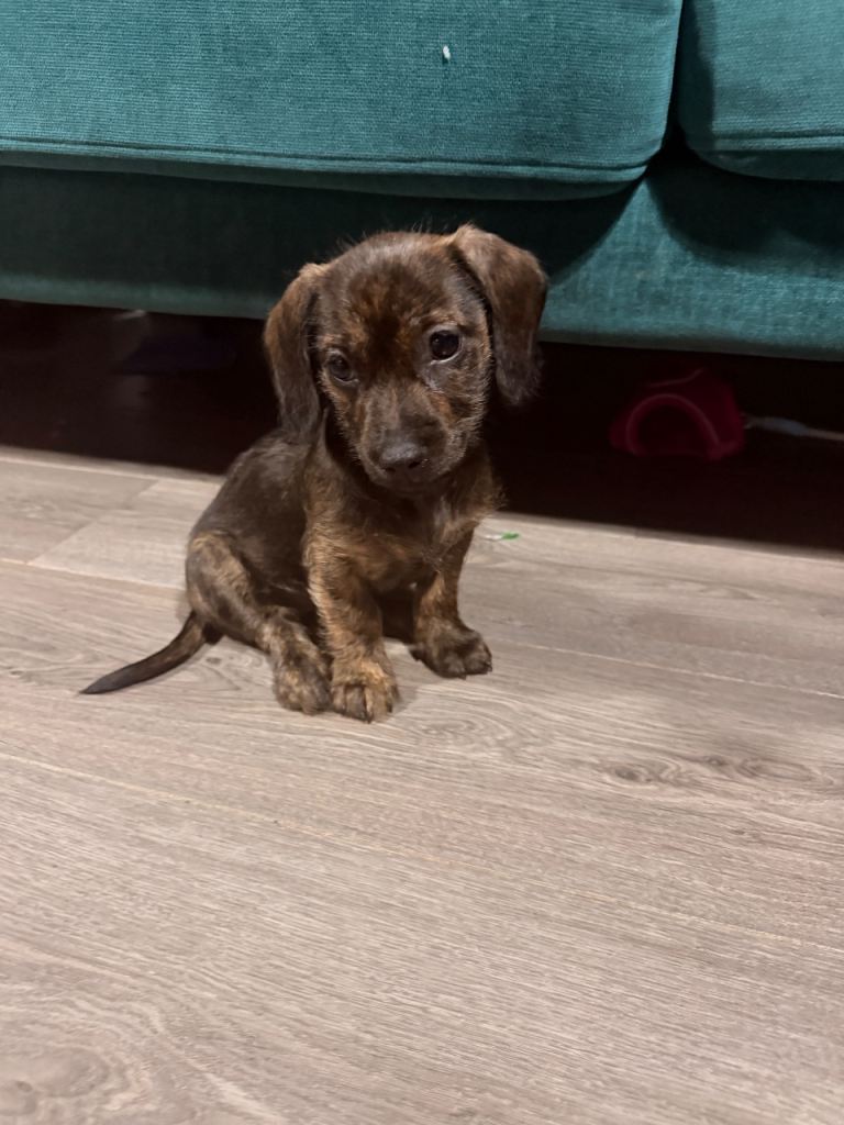  Schweenie Puppy (A dachshund and Shih Tzu mix)
