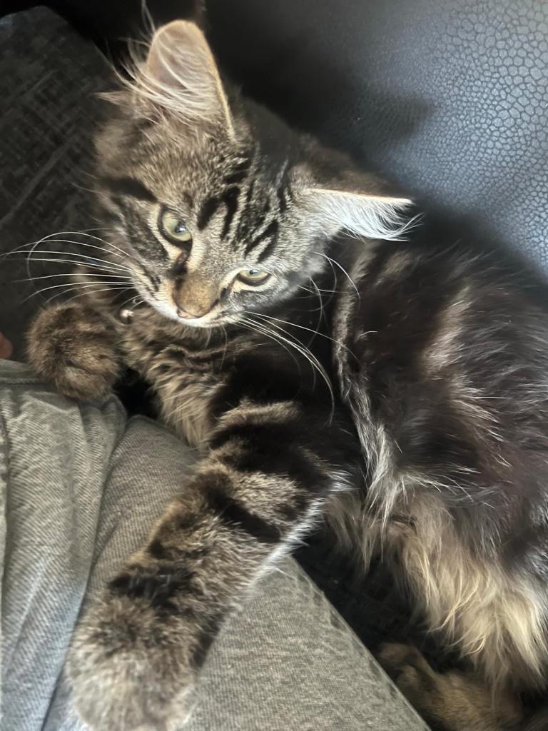 2 kittens available 