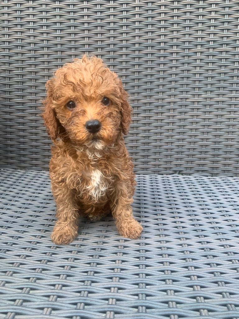 Westiepoo