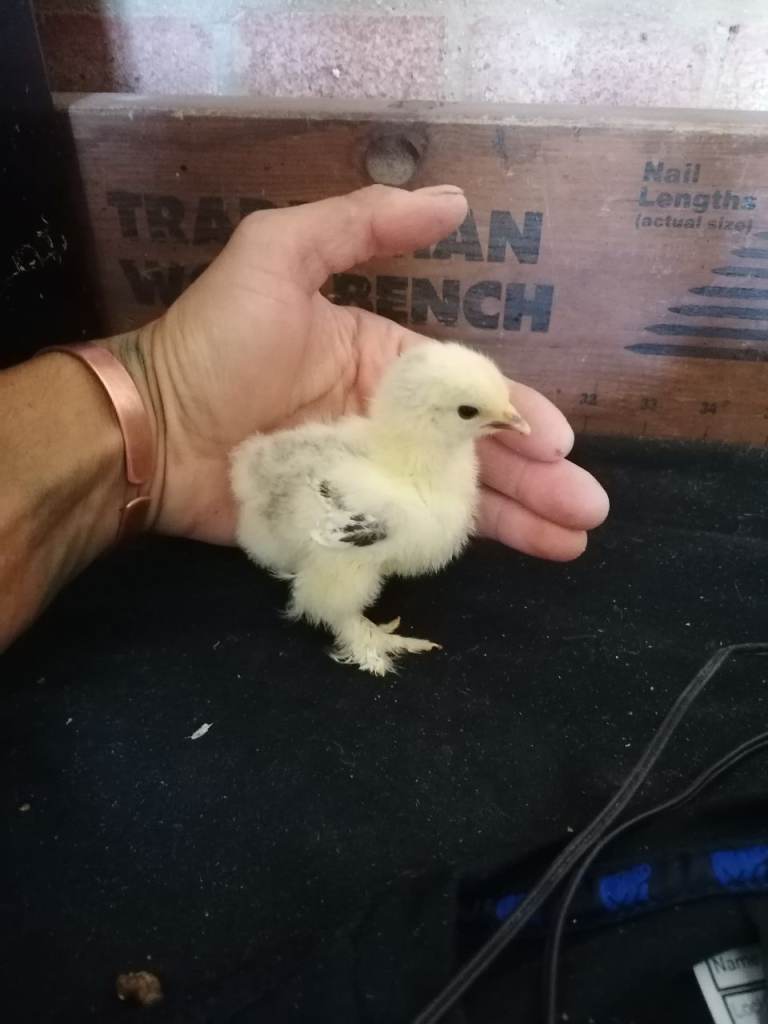 Chick/Chicken - 120