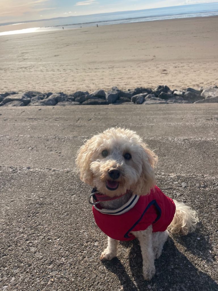 Toy poodle. (Rehome) 