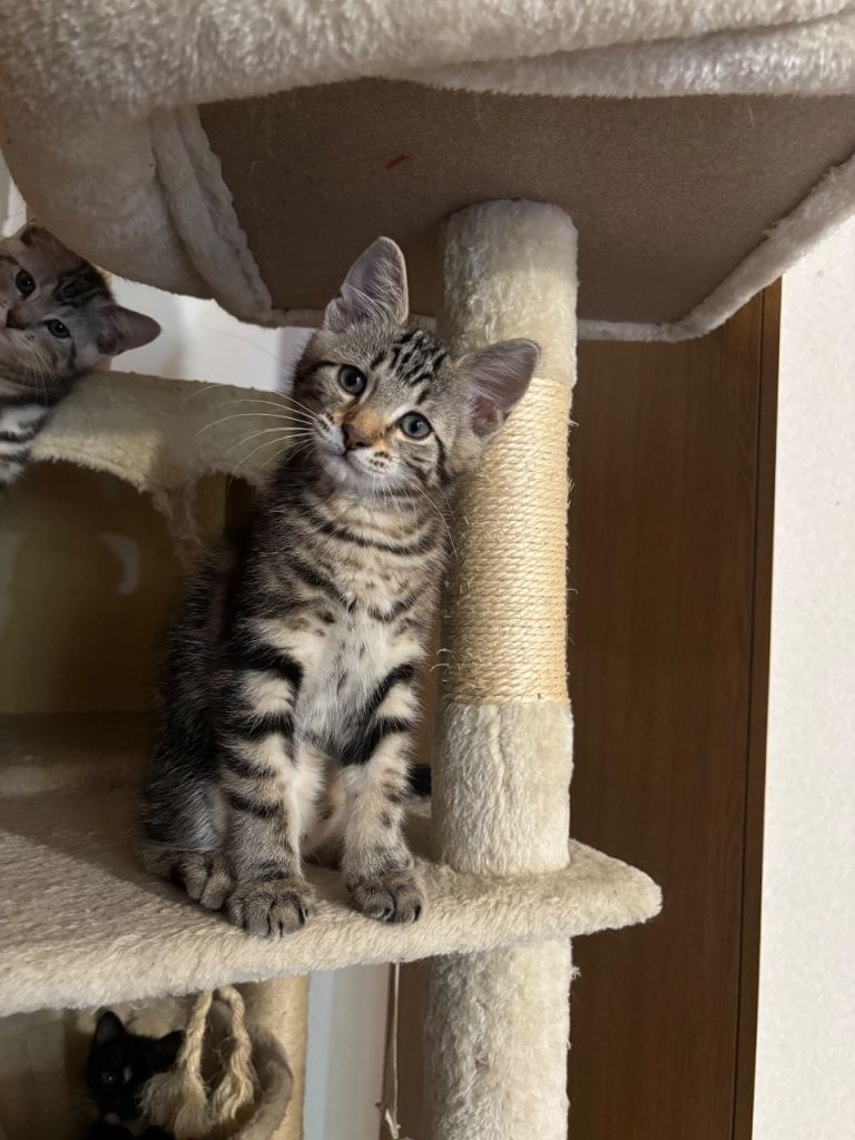 Lovely Kittens  -  ready to leave now