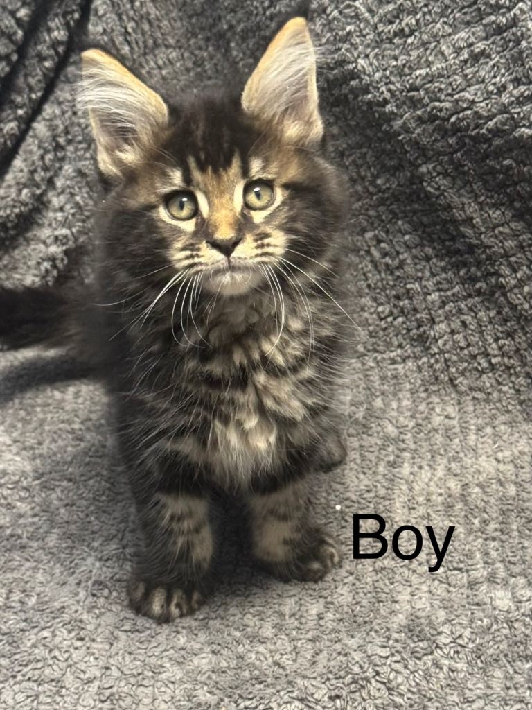 6 gorgeous Maine coon kittens