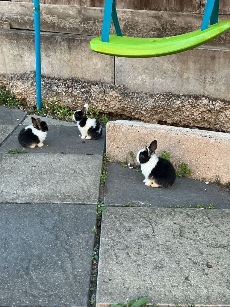 Baby rabbits